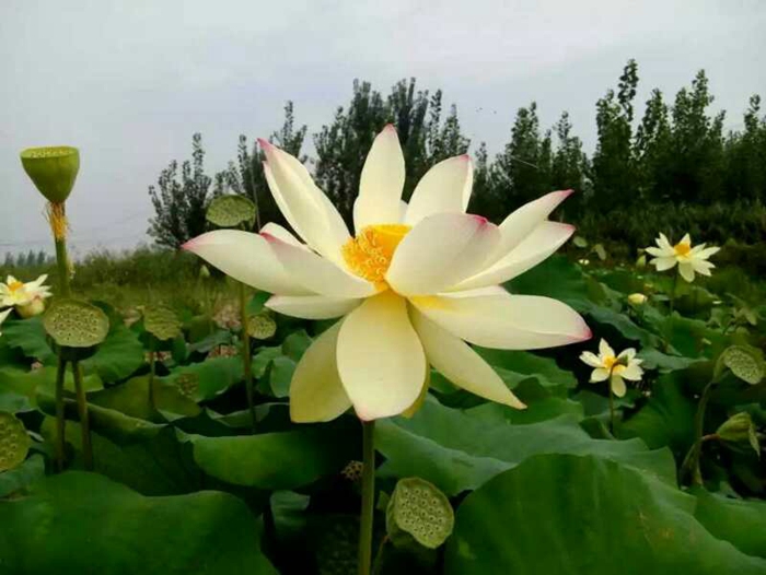 逸仙莲